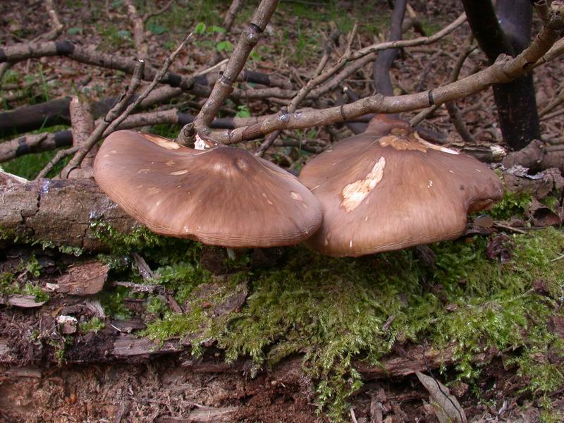 Mycoflora  toscana - Che grande soddisfazione....